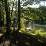 Robinson Pond Waterfront on Island 12516