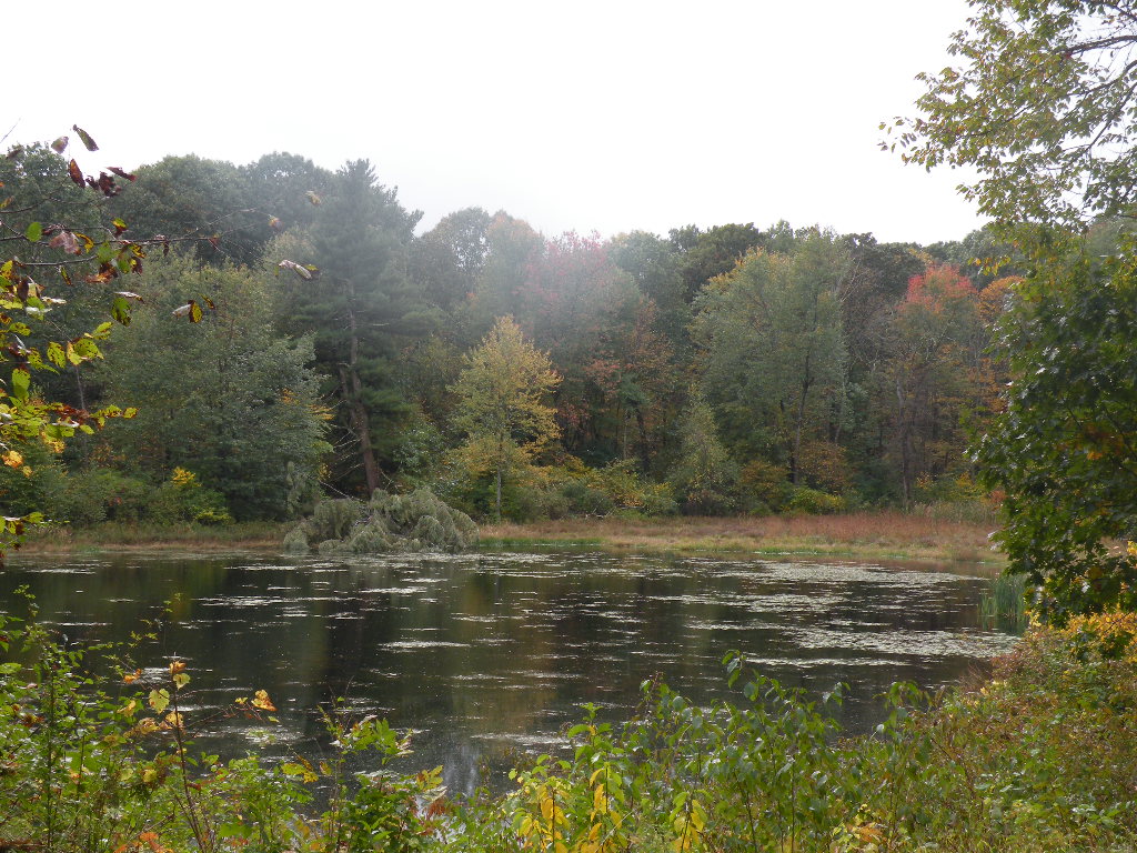 Milan Stanford NY Land Auction 150 Acres Pond Frontage 12514 Barns & Farms Realty, LLC