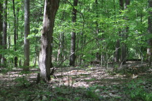 Old Chatham 24 Acres with Rough Driveway Off Quiet Road 12136