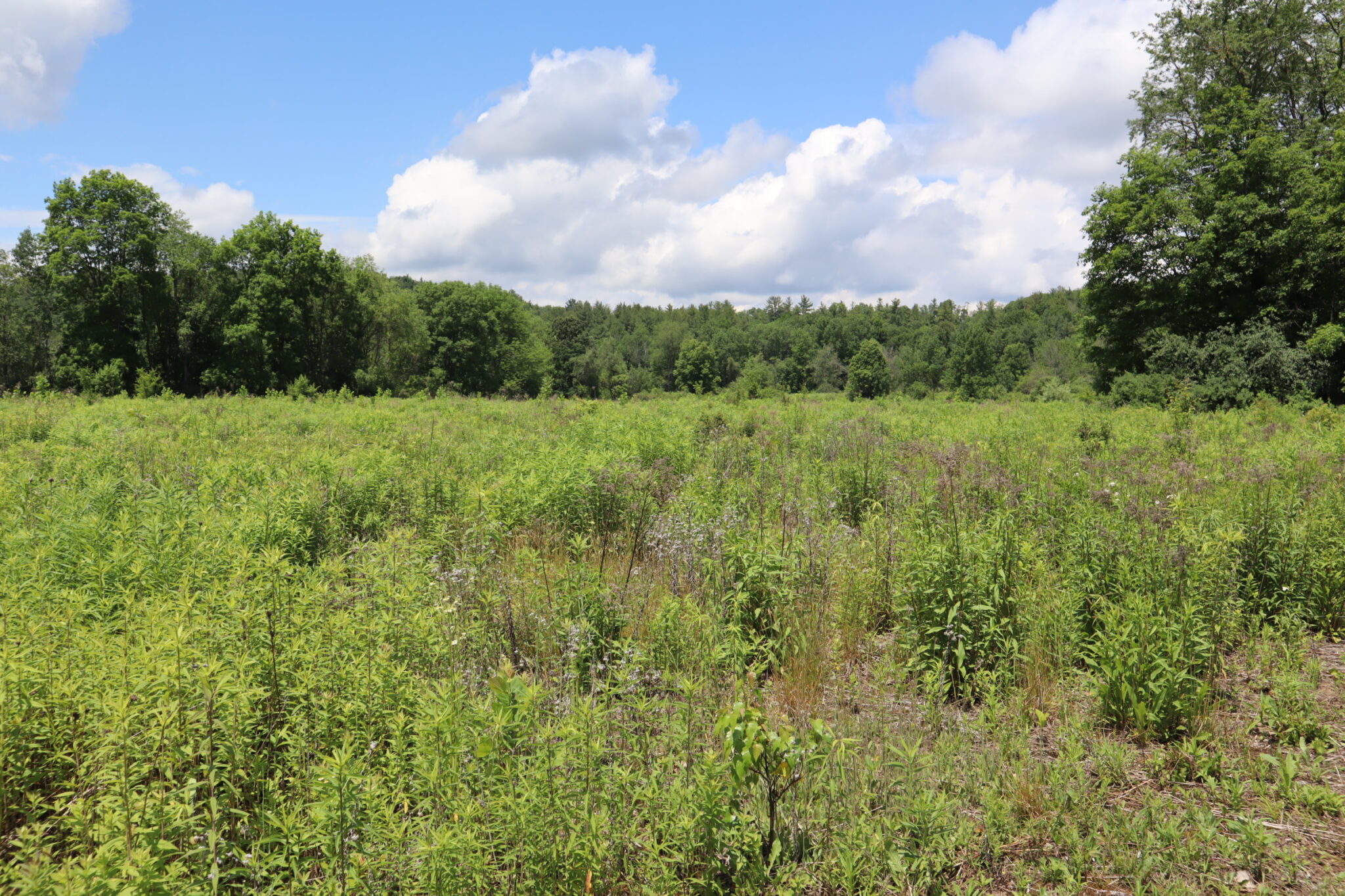 New Lebanon Farm 127 acres 10 Acres of Fields Lots of Wildlife 12125