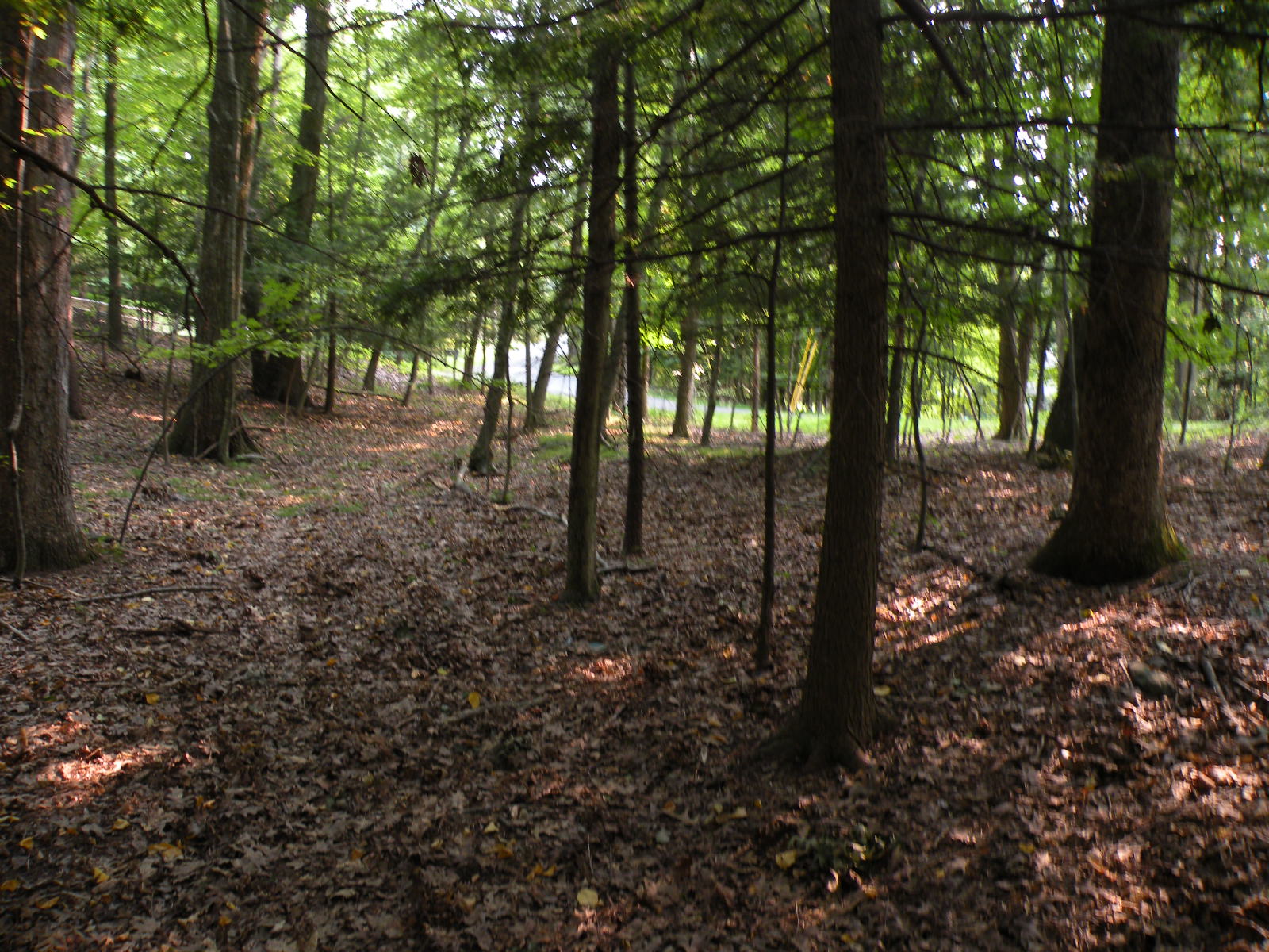 Pine Plains Land 7Acres Possible 2 Lot Subdivision 12567